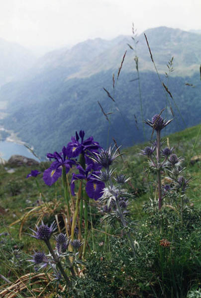 Iris latifolia en fleurs dans une prairie montagnarde humide des Pyrénées